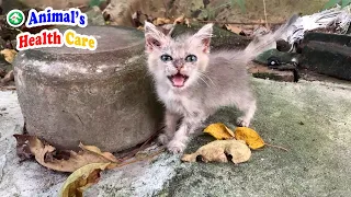 Rescue poor kitten was abandoned on street crying for help