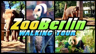 ZOO BERLIN walking tour - Zoologischer Garten Berlin - Germany (4k)
