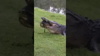 Turtle vs Crocodile #shorts #ytshorts