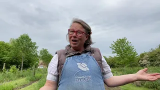 A tour of the annuals beds - living the dream