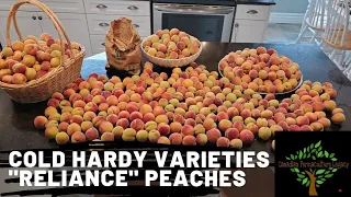 Cold Hardy Peach varieties - zone 4!