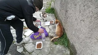 Feeding 20 Stray Cats In One Video | YUFUS