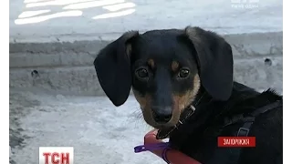 У Запоріжжі шукають господаря маленькому песику, якого дивом врятували волонтери