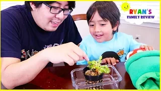 Feeding our new Pet Venus Fly Trap Plant!