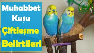 Muhabbet Kuşu çiftleşme isteği, Belirtileri  Kuluçka Dönemi 1.Bölüm