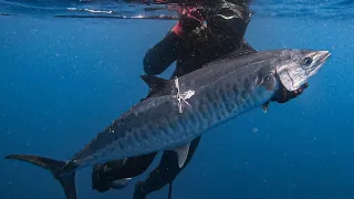 PATIENCE TESTED on this KING MACKEREL!! || PELAGICS ARE BACK + SCHOOL OF BARRACUDAS !!