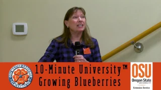 Growing Blueberries in your Garden