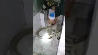 Viral video: Man gives bath to cobra, leaves netizens stunned - WATCH #shorts #trending  #viralvideo