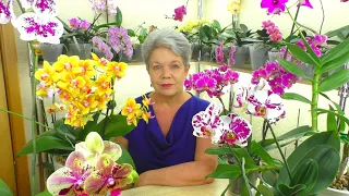Сюрпризы Домашнего цветения моих орхидей. Фокусы и Метаморфозы. Почему ТАК цветут орхидеи?