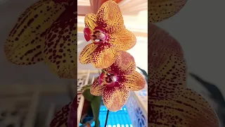 Домашнее цветение  орхидеи Карин алоха