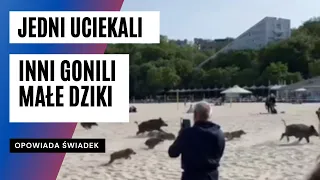 Rozpędzone stado dzików na plaży w Gdyni. Ludzie uciekali w popłochu | FAKT.PL