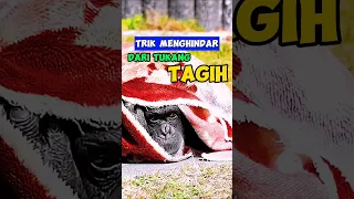 Trik cara menghindar dari tukang tagih #shorts #unik #viral