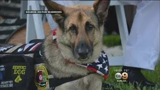 Marine Corps Veteran Says Service Dog Was Denied Entry On American Airlines Flight