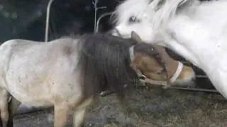Ponys   leben und lieben
