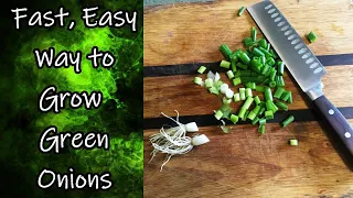 Grow Green Onions the Quick and Easy Way