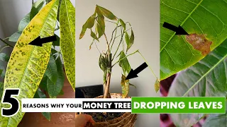 5 Reasons why your MONEY TREE PLANT is dropping leaves