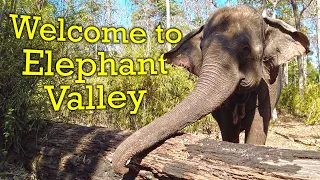 Elephants in Cambodia! (and the most humane way to see them)