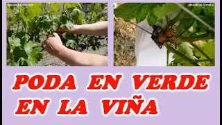 Como Hacer la Poda en Verde en la Viña // Todo Huerta y Jardín