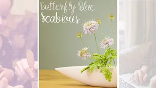 Butterfly Blue Scabious Overview by Robert Haynes