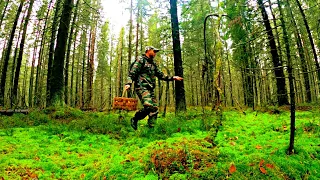 ГРИБНИК В ШОКЕ! ОБАЛДЕЛ КОГДА УВИДЕЛ ЭТО! БЕЗ КОРВАЛОЛА НЕ СМОТРЕТЬ - ВСЁ УСЕЯНО ГРИБАМИ! ГРИБЫ 2021