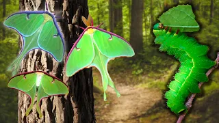 Luna Moth: EASY Breeding method.  Luna moths (Actias luna) in MothCycles