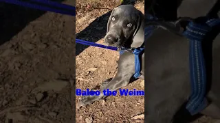 Weimaraner Puppy finds a FOREST STICK!!! BALOO the WEIM #SHORTS BALOO the Weimaraner