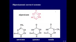 09. Будова нуклеїнових кислот