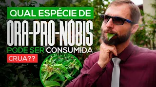 PODE COMER ORA-PRO-NÓBIS CRUA?? TUDO QUE VOCÊ PRECISA SABER SOBRE ESSA INCRÍVEL PLANTA!