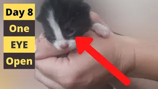 When do kittens open their eyes after being born - Day 8 for this newborn kitten