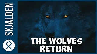 Wolves return to the ancient lands of Europe