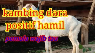 Ciri ciri kambing dara hamil 3 bulan