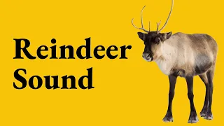 Reindeer Sound | Grunt