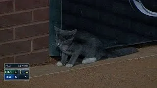 Cat visits the field, takes in the game