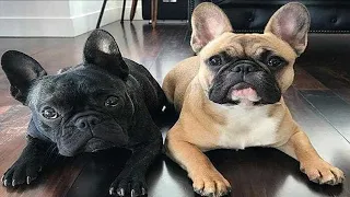 Funny and cute French Bulldog puppy compilations - Funny Dogs Videos Try Not to Laugh 2021 #5