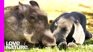 Dogs Love Their Little Warthog Sister | Oddest Animal Friendship | Love Nature