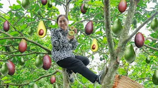 Harvesting Garden Avocado (Persea americana) Goes to market sell | Emma' Daily Life