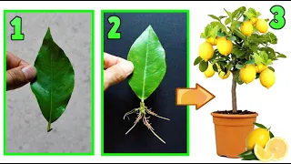 LEMON, amazing trick to multiply a lemon with just one leaf, for free !!!