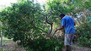 Poda em limão cravo