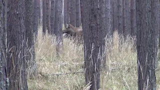 Охота на лося Урал (свердловская область)