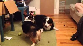 Corgi and Aussie playing