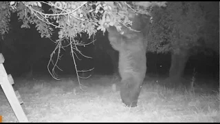 Trail Camera Project - Black Bear Looking for Apples