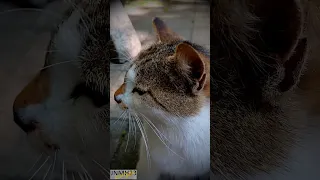 Meow #viral #shortvideo #cat