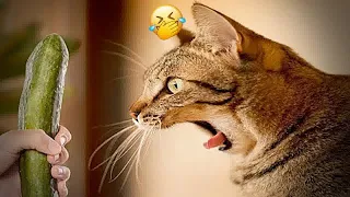 😘🐕 Funny Dog And Cat Videos 🐶😘 Funny Animal Moments 2024 # 17