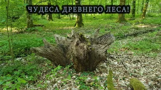 В поисках ДРЕВНИХ НАХОДОК.. лесной коп 2020!