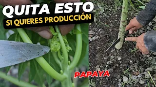 Si Capas y le quitas esto a tu planta de papaya tendrás un arbolito enano hermoso lleno de frutos