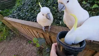 A mid afternoon surprise snack for cockatoos and lorikeets!