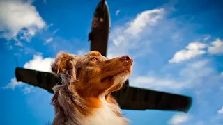 Мужчина оставил собаку в аэропорту, через пол года он узнал, что его пес встречает каждый самолет