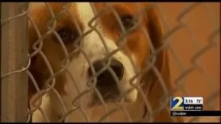 Groups accuse Gwinnett County animal shelter of euthanizing animals too soon