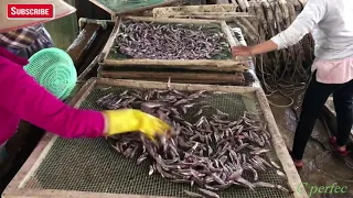How Vietnamese people make dried anchovies