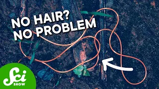 Why Hairworms Don’t Have Hair